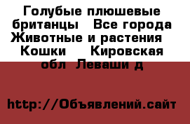 Голубые плюшевые британцы - Все города Животные и растения » Кошки   . Кировская обл.,Леваши д.